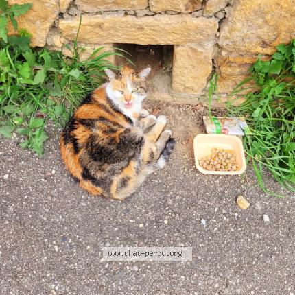 Photo de chat trouvé à Collonges Au Mont D Or