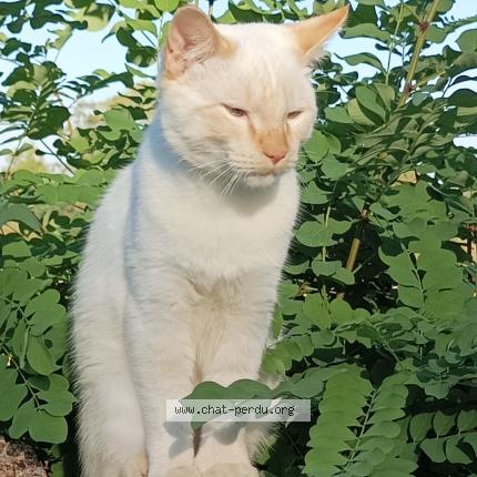 Photo 1/1 Chat retrouvé Perdu à Cressat