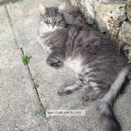 Photo 1/1 Chat retrouvé Perdu à Montpezat