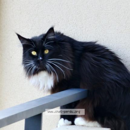 Photo de chat perdu à Furiani