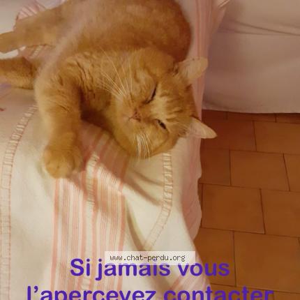 Photo 1/1 Chat retrouvé Perdu à Fraze