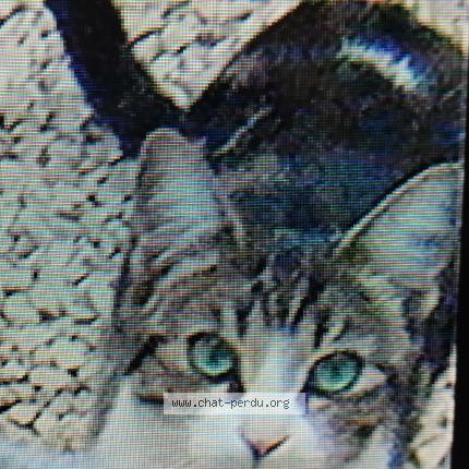 Photo 1/1 Chat retrouvé Perdu à La Seyne Sur Mer