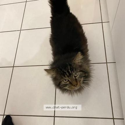 Photo de chat perdu à Begard