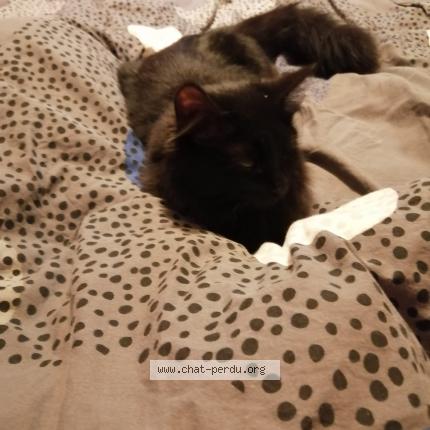 Photo 1/1 Chat retrouvé Perdu à Domjean