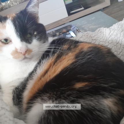 Photo 1/1 Chat retrouvé Perdu à Chatellerault
