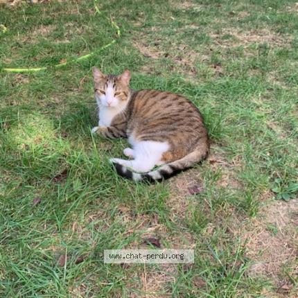 Photo de chat perdu à Fontenay Sous Bois