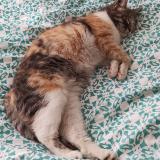 Photo de chat perdu à Nimes