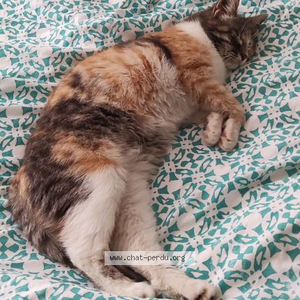 Photo 1/1 Tchoupie Chat perdu à Nimes