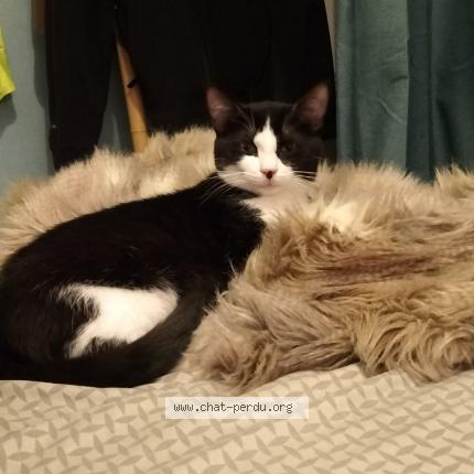 Photo 1/1 Chat retrouvé Perdu à Cessy