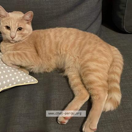 Photo 1/1 Chat retrouvé Perdu à Montpellier