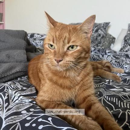 Photo de chat perdu à Lax
