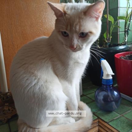 Photo 1/1 Chat retrouvé Perdu à Laval