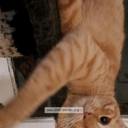 Photo 1/1 Chat retrouvé Perdu à Faches Thumesnil