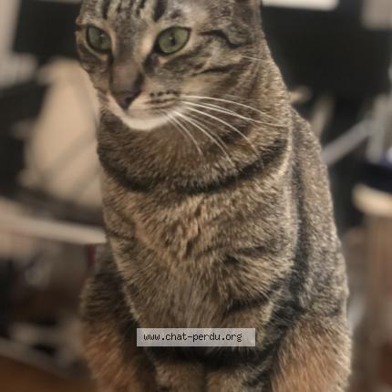 Photo 1/1 Chat retrouvé Perdu à Paris