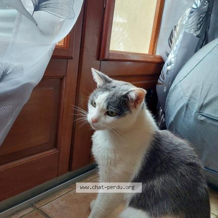 Photo 1/1 Chat retrouvé Perdu à Courtry