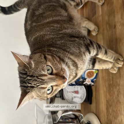 Photo 1/1 Chat retrouvé Perdu à Cannes La Bocca