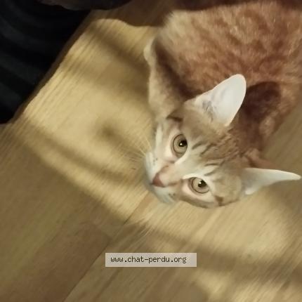 Photo 1/1 Chat retrouvé Perdu à Tarare