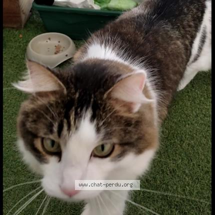 Photo 1/1 Chat retrouvé Perdu à Beaune
