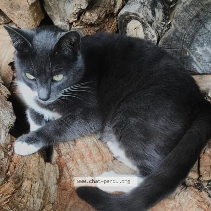 Photo de chat perdu à Le Grand Celland