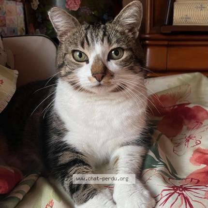 Photo 1/1 Lilly Chat perdu à Wattignies