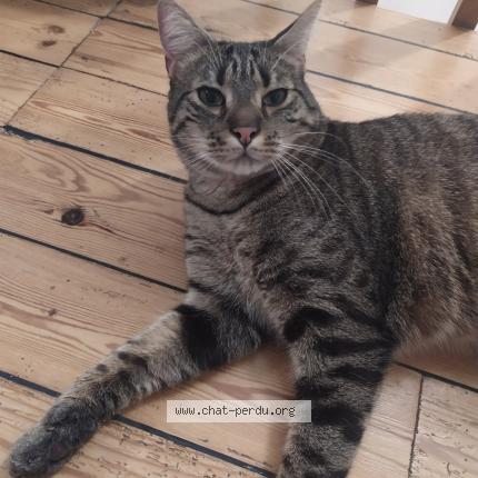 Photo de chat perdu à Chateau Thebaud