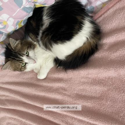 Photo de chat perdu à Jossigny