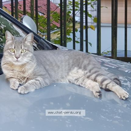 Photo de chat perdu à Voreppe