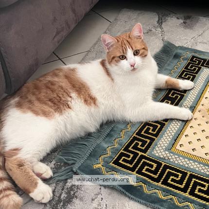 Photo 1/1 Muezza Chat perdu à La frette