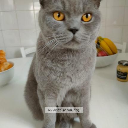 Photo 1/1 Chat retrouvé Perdu à Pau