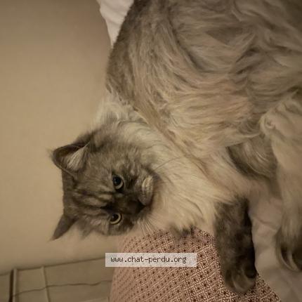 Photo 1/1 OLYMPE Chat perdu à Toulous