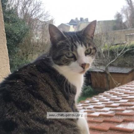 Photo de chat perdu à St Omer