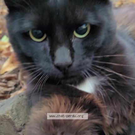 Photo 1/1 Sacha Chat perdu à Louviers