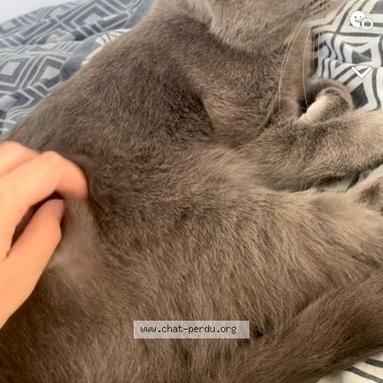 Photo de chat perdu à Albias
