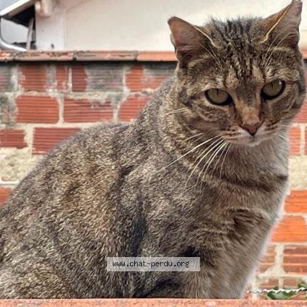 Photo 1/1 Chat retrouvé Perdu à Saint Maur Des Fosses