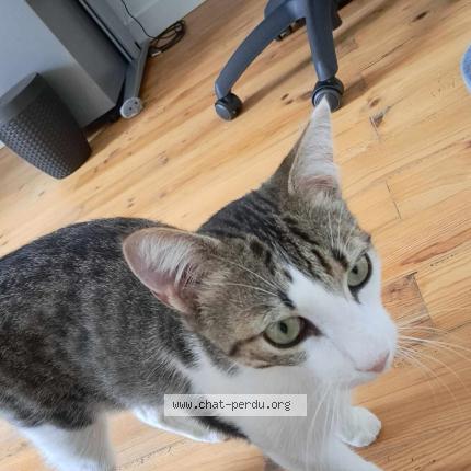 Photo de chat perdu à Chatellerault