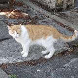 Photo de chat perdu à Rambouillet