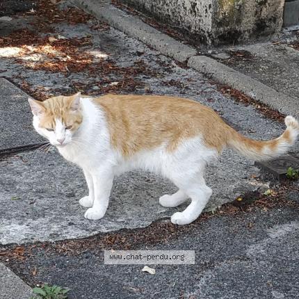 Photo 1/1 Chat retrouvé Perdu à Rambouillet