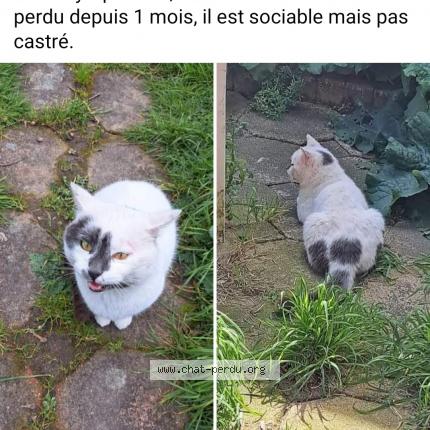 Photo de chat trouvé à La Bruffiere