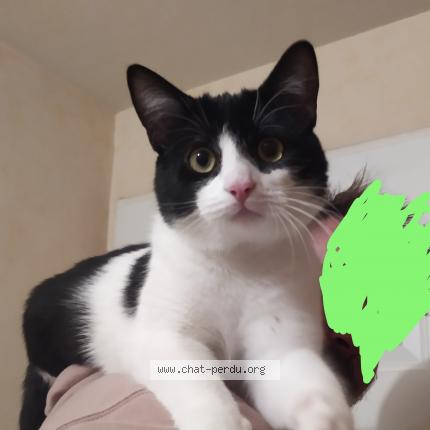 Photo de chat perdu à Fontaine Le Comte