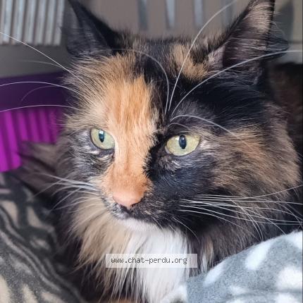 Photo de chat trouvé à St Herblain