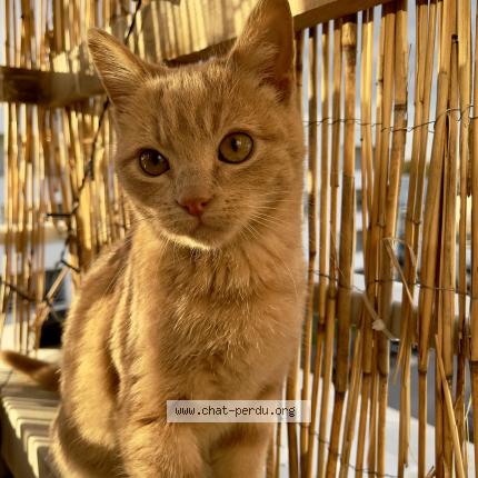 Photo de chat perdu à Castelginest