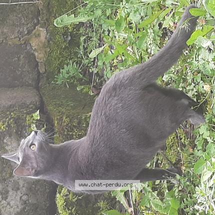 Photo 1/1 Chat retrouvé Perdu à Ruelle Sur Touvre