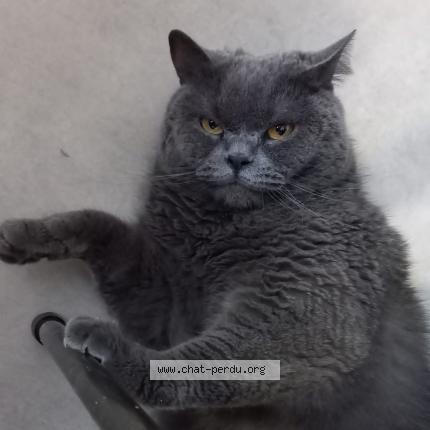 Photo de chat perdu à Pessac