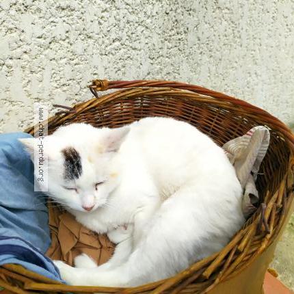 Photo de chat perdu à Arles Trinquetaille