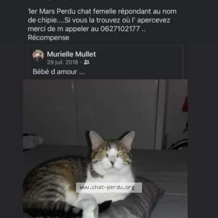 Photo 1/1 Chipie Chat perdu à Urcuit