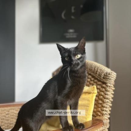 Photo 1/1 Chat retrouvé Perdu à Vannes