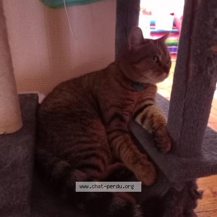 Photo 1/1 Chat retrouvé Perdu à Le Puy En Velay