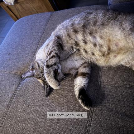 Photo 1/1 Chat retrouvé Perdu à Auzouer En Touraine