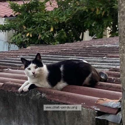 Photo 1/1 Ibo Chat perdu à Le mans