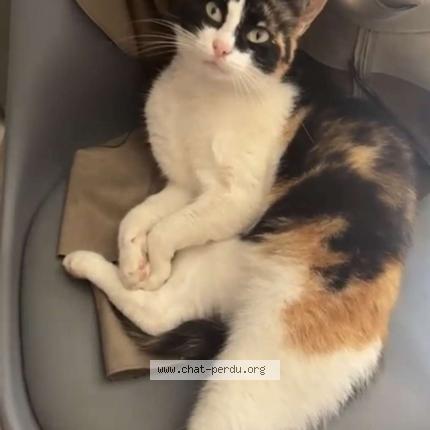 Photo 1/1 Kisir Chat perdu à Le mans